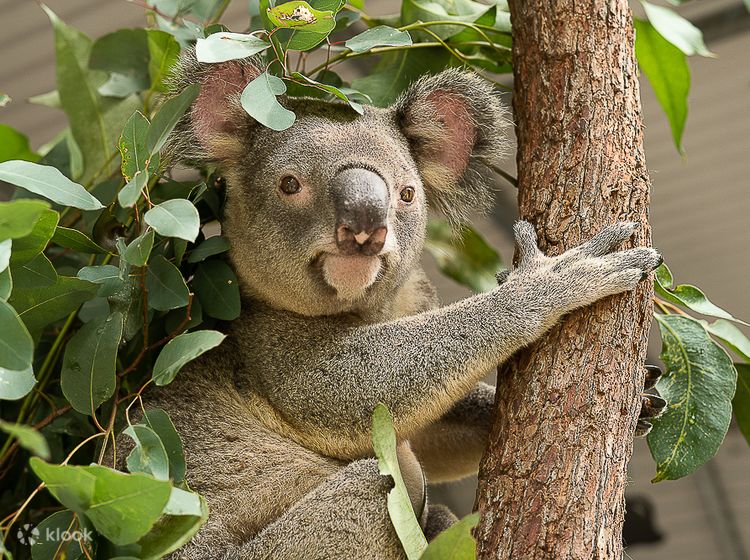 Koala Encounter at Ranger Red's Zoo - Klook United States