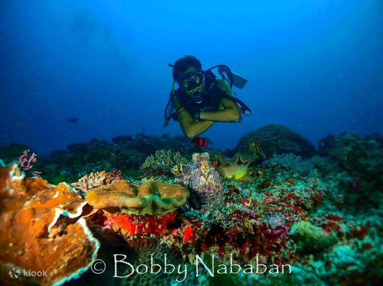 Bali Beginner Scuba Diving Experience, Indonesia - Klook Canada