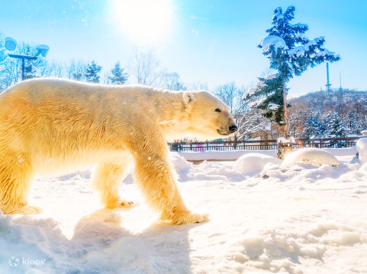 Hokkaido, Asahiyama Zoo, and Biei Join In One Day Tour - Klook 客路