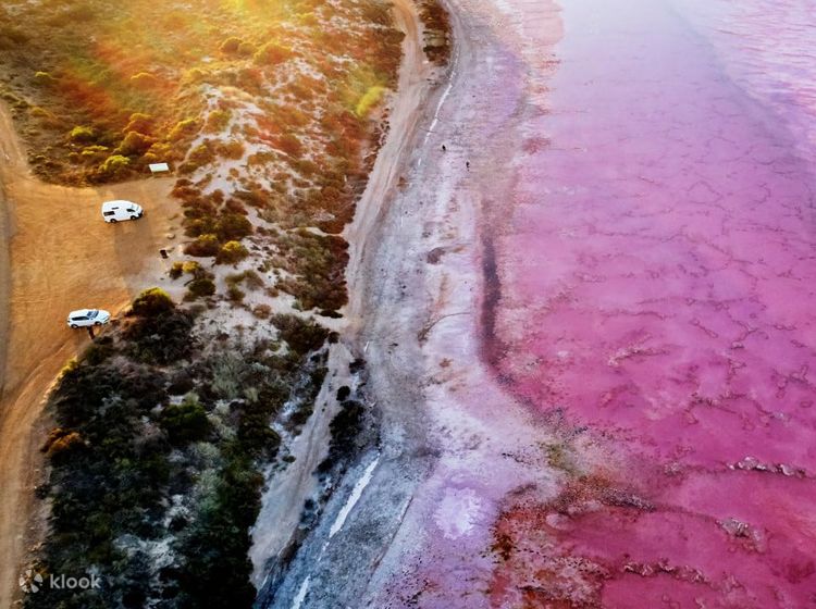 Pink lake buggy tours online