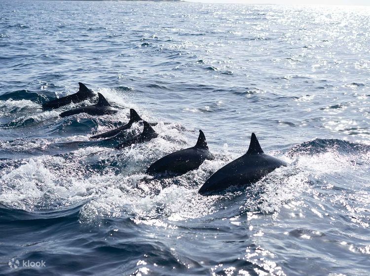 Panglao Island Bohol: Island Hopping and Dolphin Watching Tour - Klook