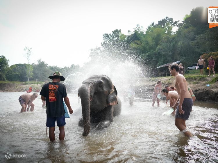 Buy Thai Elephant Shorts Online In India -  India