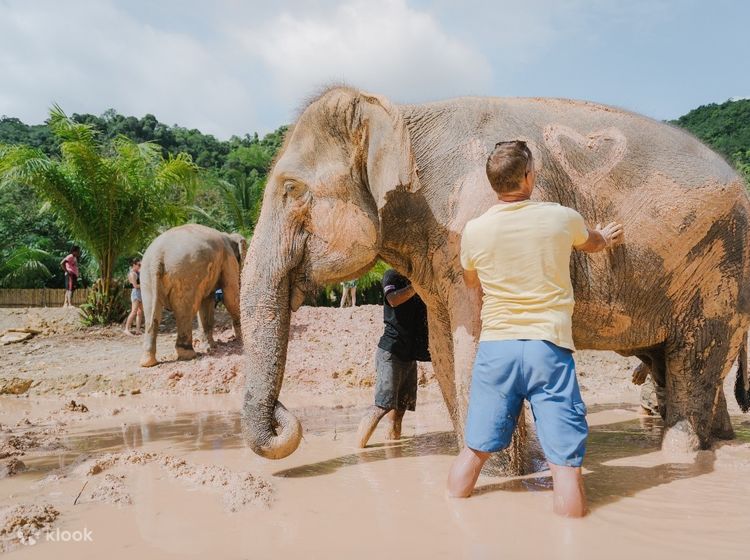 Elephant Care Park Experience in Phuket, Thailand - Klook India