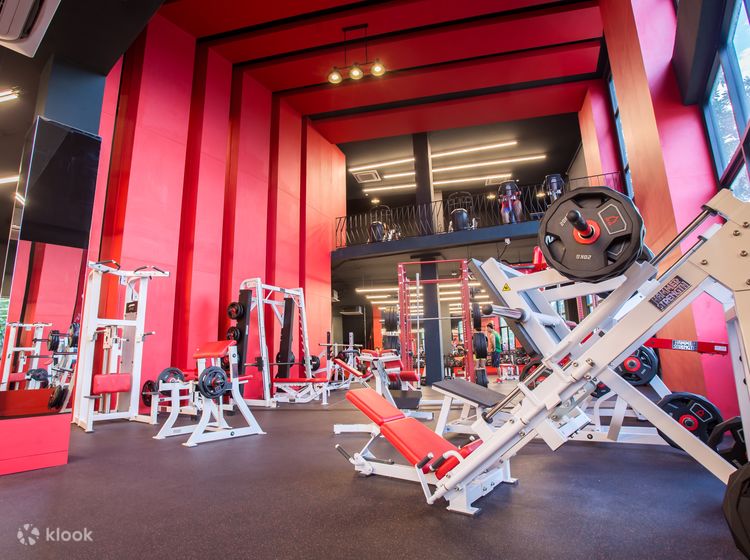 Alpha gym on sale equipment