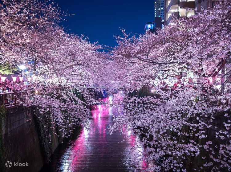 Cherry blossom night shop light