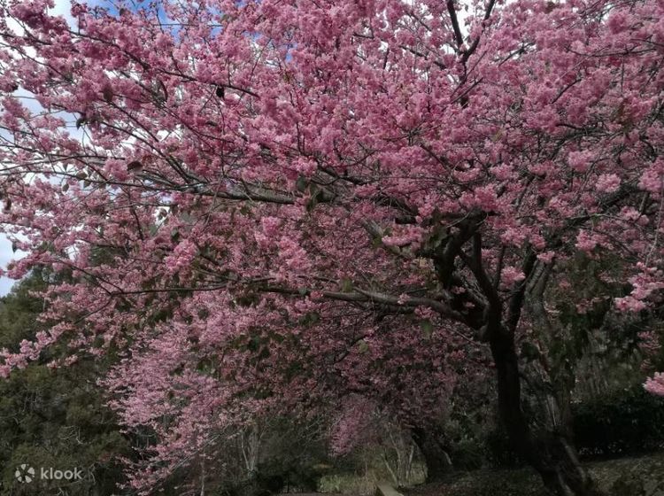 Jambu cherry blossom discount wide