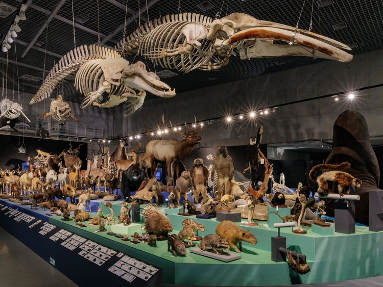 特別展「大哺乳類展3－わけてつなげて大行進」国立科学博物館