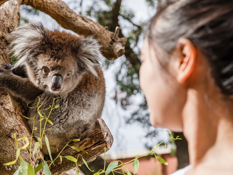 Adelaide Zoo Admission - Klook Australia
