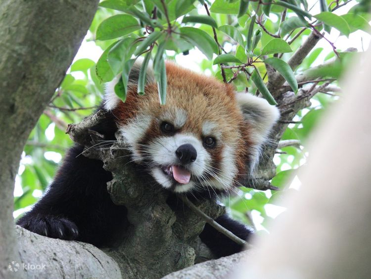 森の中の動物園 森の中の動物園【茶臼山動物園】｜*and trip. たびびと