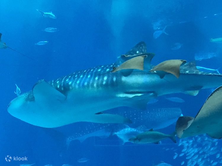New england aquarium promo code 2019 deals