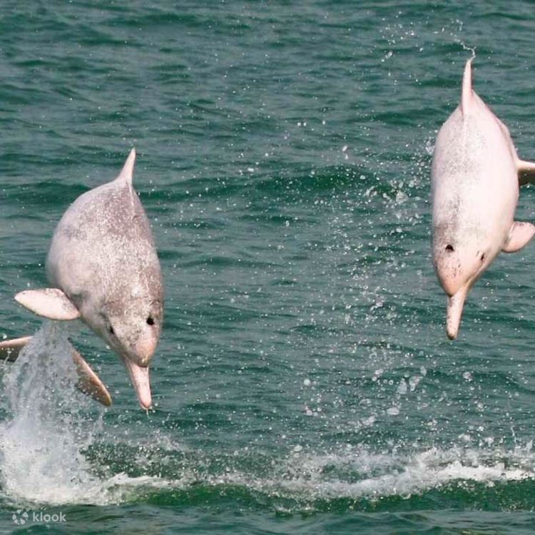 Dolphin オーシャンドルフィンピンク サムイ島発：ピンク ドルフィン ボート ツアー（ランチ付き