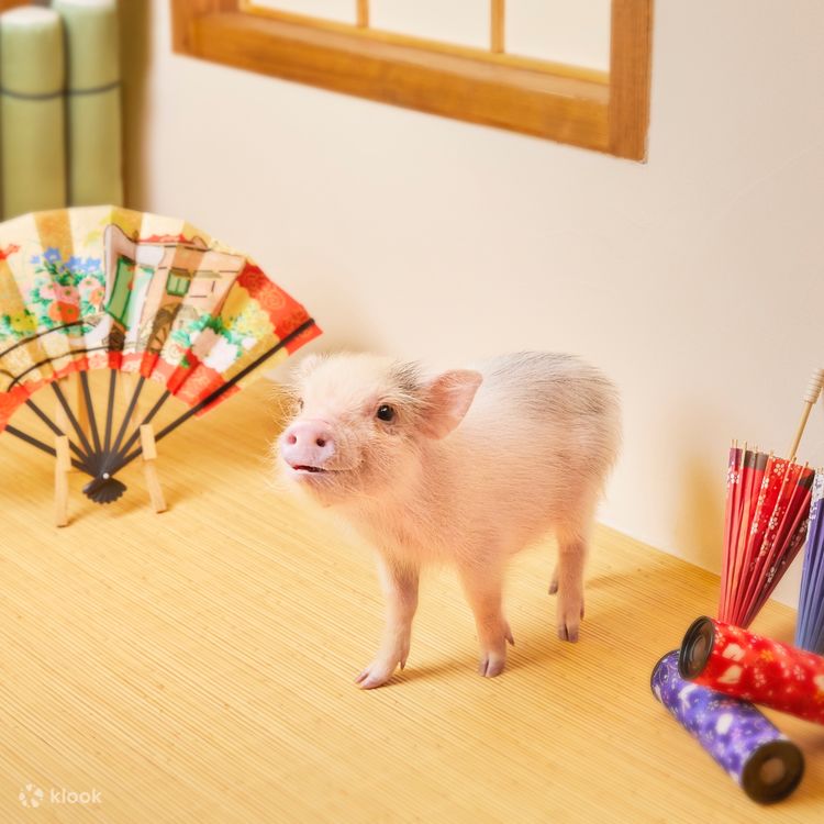 Micro Pig Cafe Experience in Kyoto - Klook United States