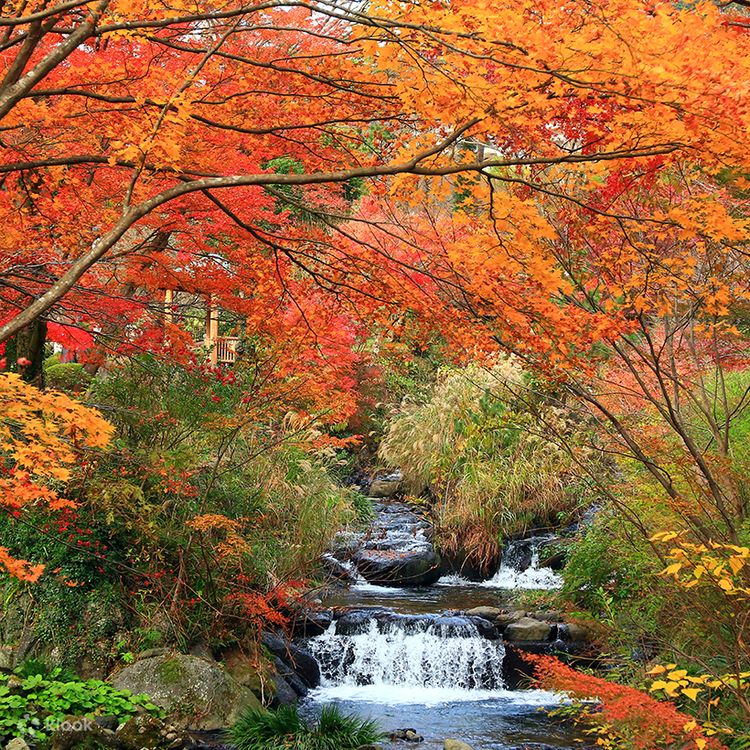 伊豆・熱海：聖地修善寺温泉紅葉狩り 日帰りツアー（東京・新宿
