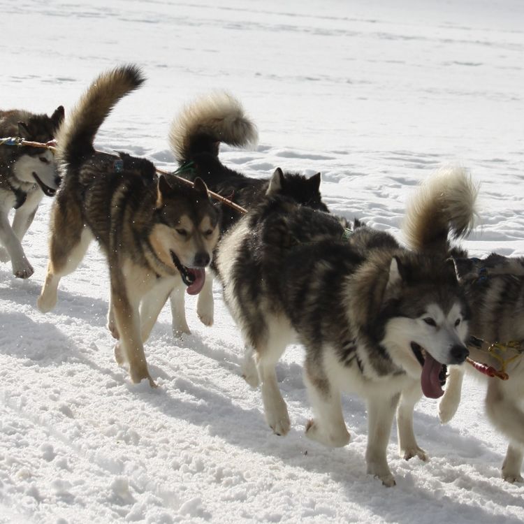 Husky kennel top