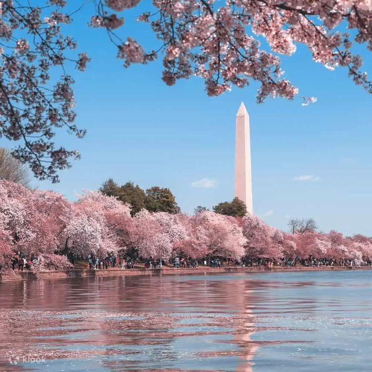 ジグソーパズル　isabel baillen ワシントンＤＣ　未開封 ワシントンDC】全米最大の桜まつり♡アメリカでお花見！桜の必見