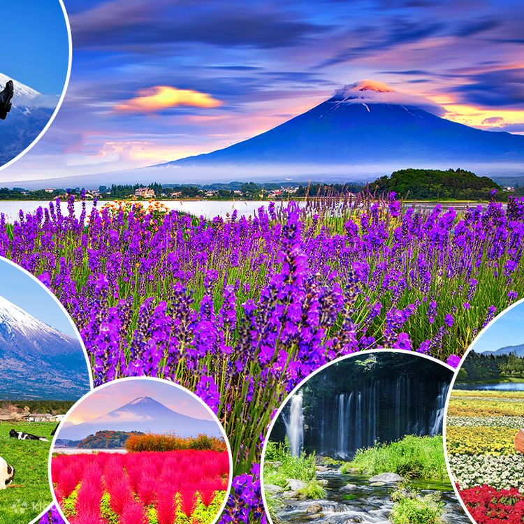 新発売 雪でなく桜が舞う季節になったため値下げF4号○ドット白富士山 絵画