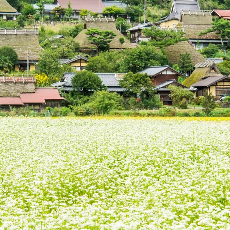 One-day tour of Amanohashidate, Ine Funaya and Miyama Gassho Village | Departing from Osaka - Klook