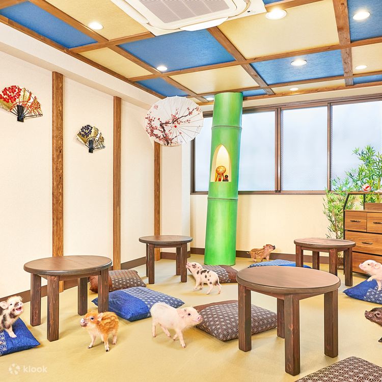 Micro Pig Cafe Experience in Kyoto - Klook United States