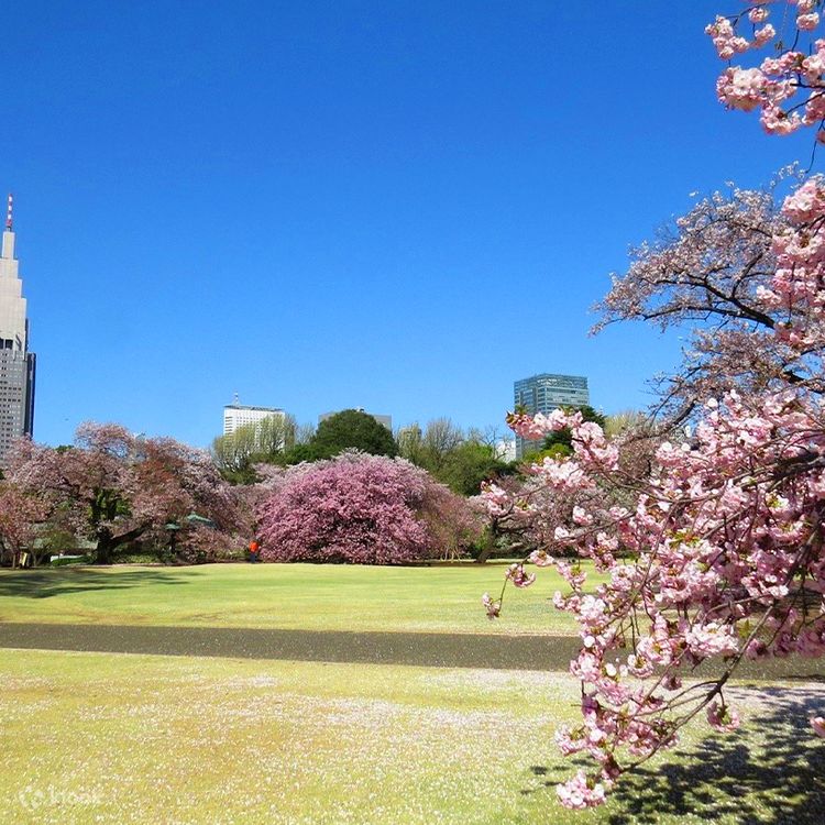 Cherry Blossom Season Exclusive | One-day tour to famous