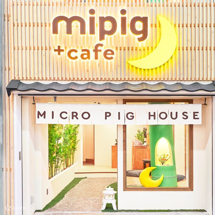 Micro Pig Cafe Experience in Kyoto - Klook United States