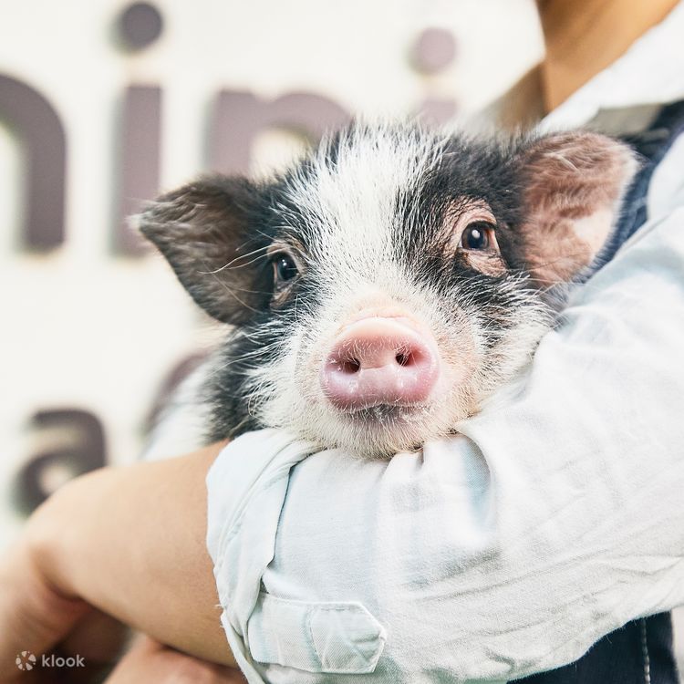 Micro Pig Cafe Experience in Kyoto - Klook United States