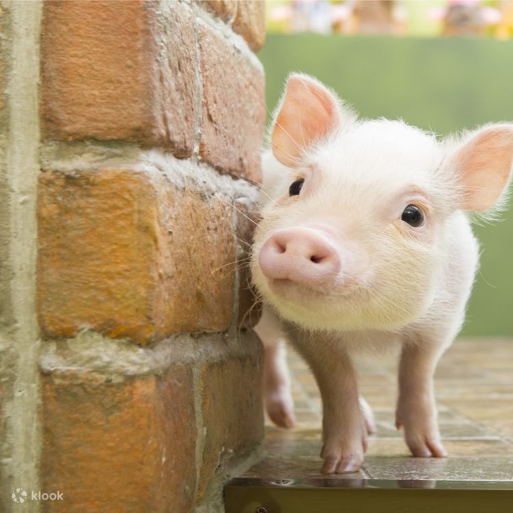 Micro Pig Cafe Experience in Harajuku - Klook United States