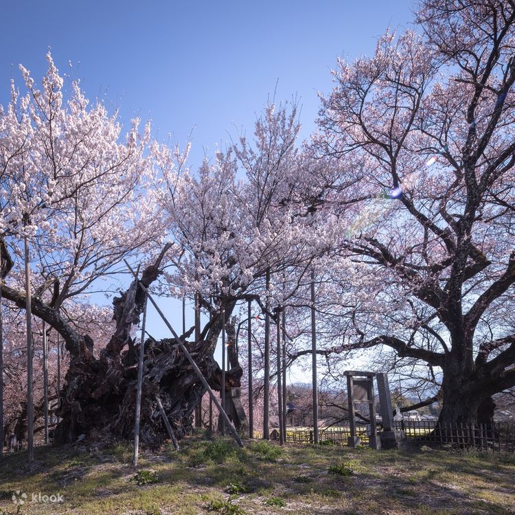 Yamanashi Takagami Sakura and Crocodzuka Cherry Blossoms One