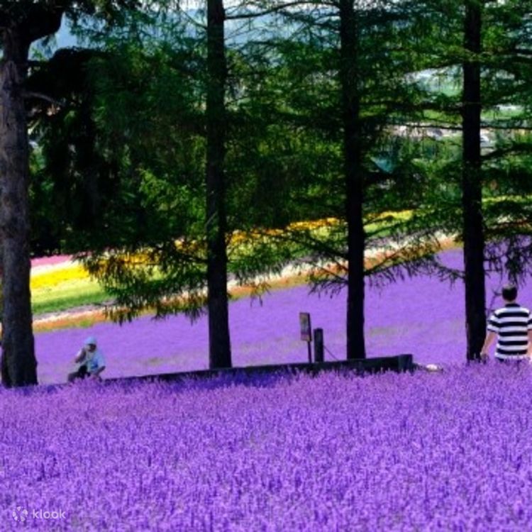 Shikisai-no-oka, Farm Tomita One Day Bus Tour from Sapporo Shikisai-no-oka, Farm Tomita One Day Bus Tour from Sapporo