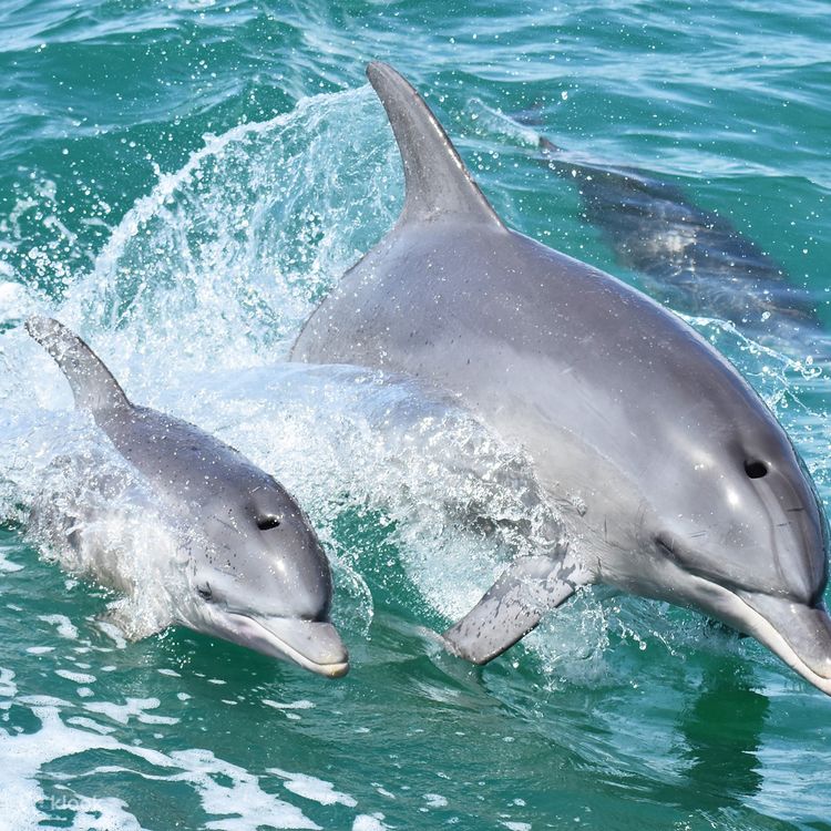 Dolphin cruiser online