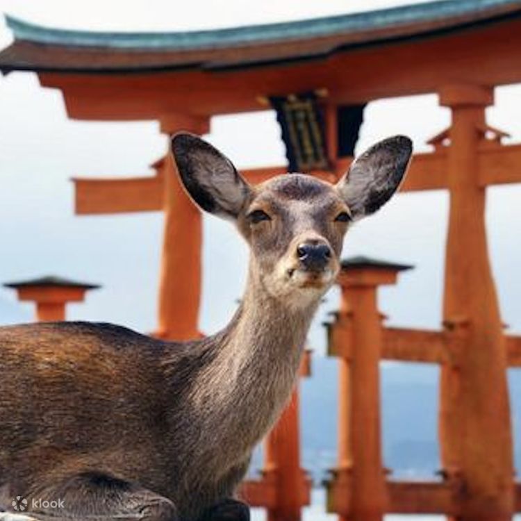 広島宮島 旅行ガイド 2026年版 るるぶ広島 宮島 尾道 しまなみ海道 呉'26 | JTBパブリッシング