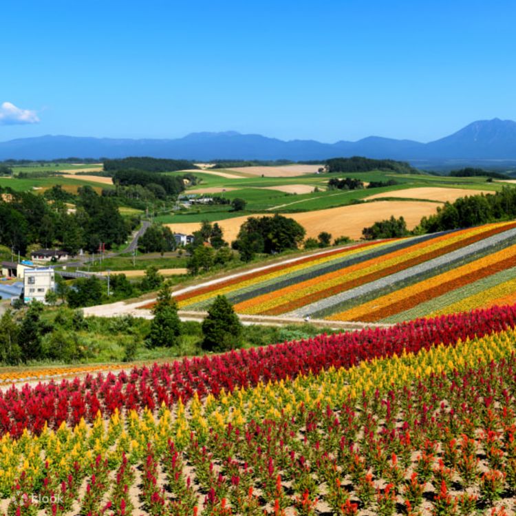 Shikisai-no-oka, Farm Tomita One Day Bus Tour from Sapporo Shikisai-no-oka, Farm Tomita One Day Bus Tour from Sapporo