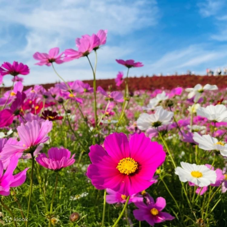 Hitachi Sea Side Park & Ashikaga Flower Park Autumn Flower