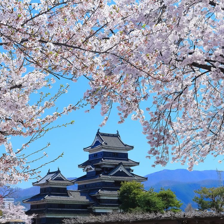 Snow Peak - sakura Hakuba Tsugaike Snow Wall & Shinshu's 2 Best Cherry Blossom