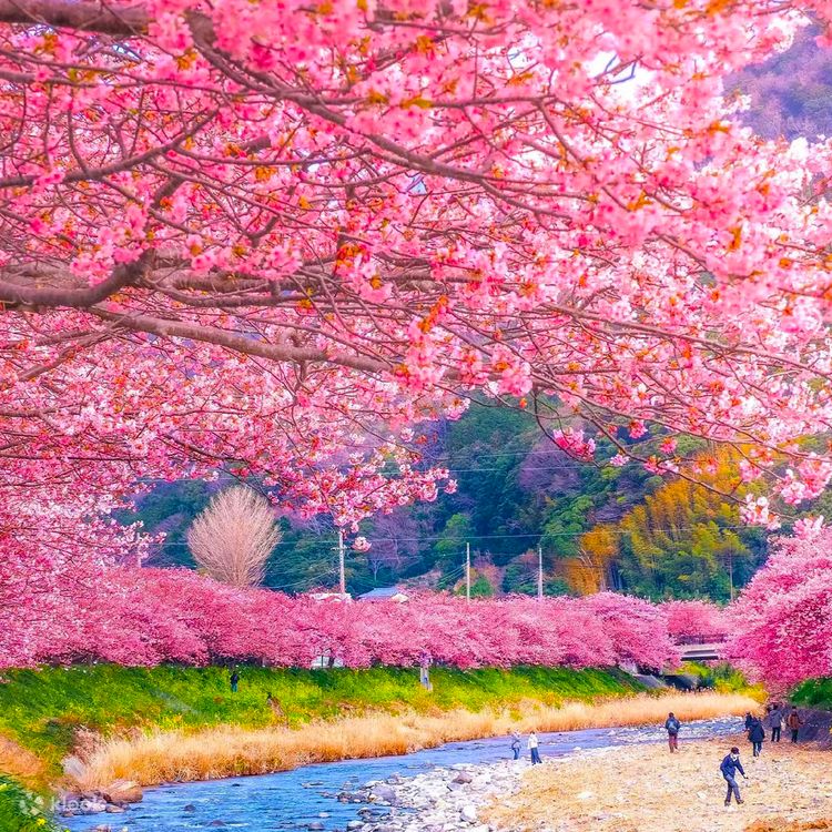 Spring Cherry Blossom Limited] Kawazu Early Cherry Blossoms