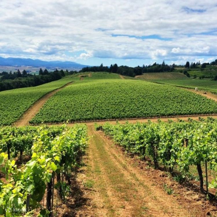 Vineyard tours near me best sale