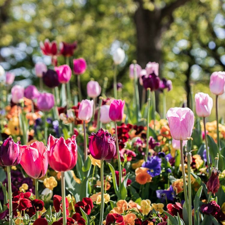 Canberra Floriade Flower Festival Day Tour from Sydney Klook Australia