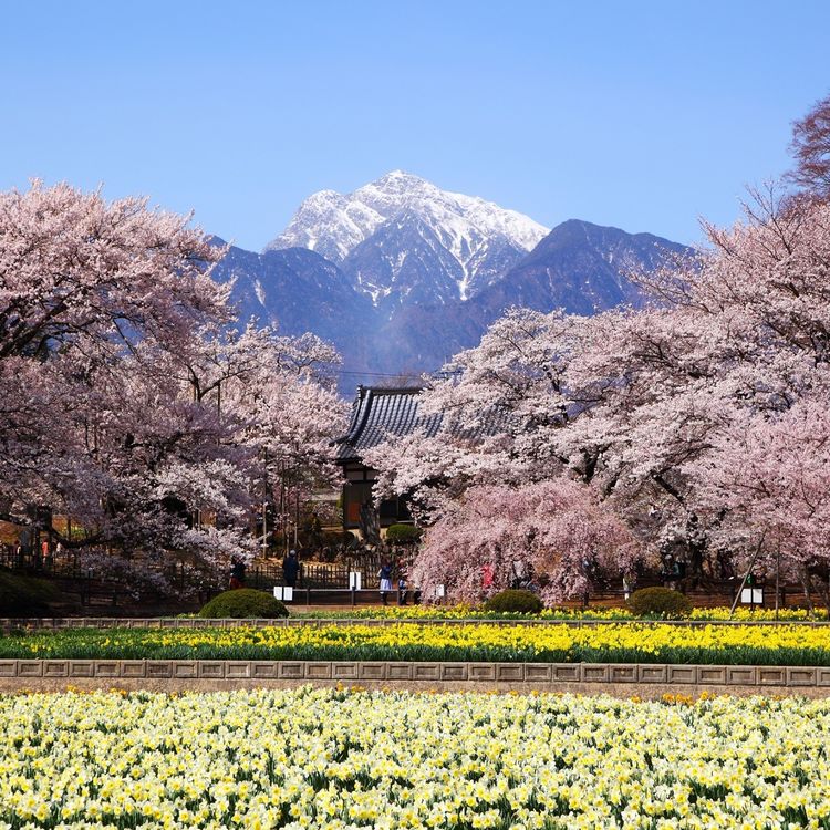 Yamanashi Takagami Sakura and Crocodzuka Cherry Blossoms One