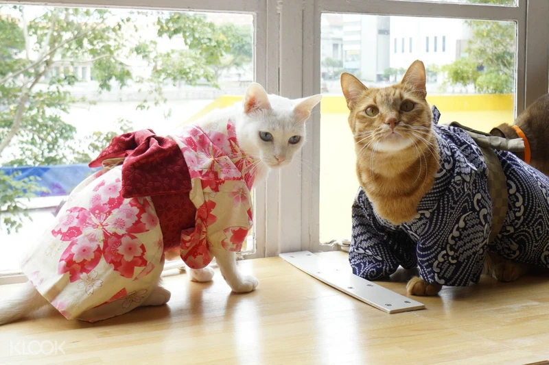 Discounted Entry To Cat Cafe Neko No Niwa In Boat Quay Singapore