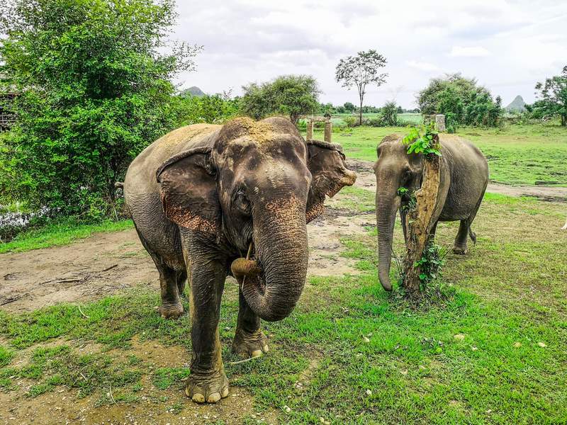 Myanmar captivates another white elephant - India Today