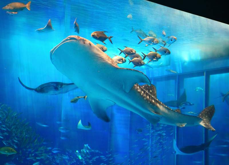 沖縄美ら海水族館：旅行前に知っておくべきポイント | Klook（クルック）