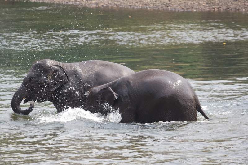 Myanmar captivates another white elephant - India Today