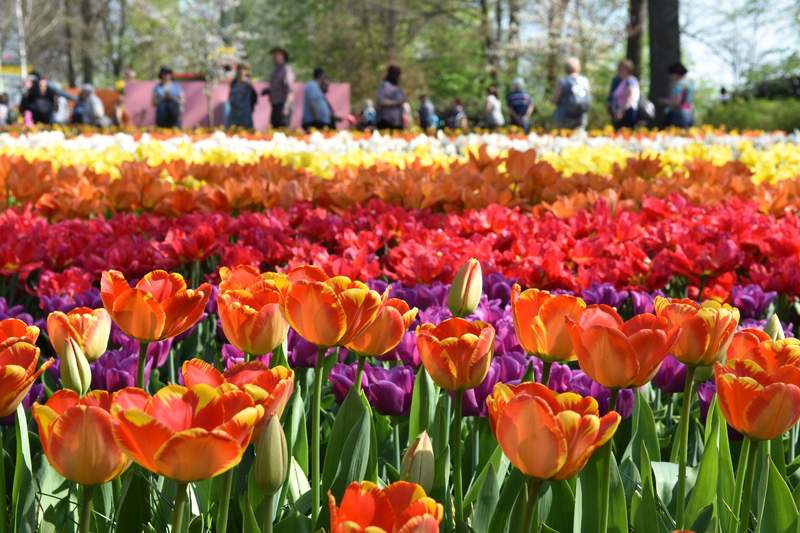 キューケンホフ公園：旅行前に知っておくべきポイント | Klook（クルック）