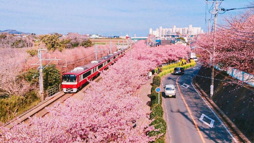 Miura Kaigan Cherry Blossom And Yokohama Red Brick Bus Tour From Tokyo miura-kaigan-cherry-blossom-and-yokohama-red-brick-bus-tour-from-tokyo