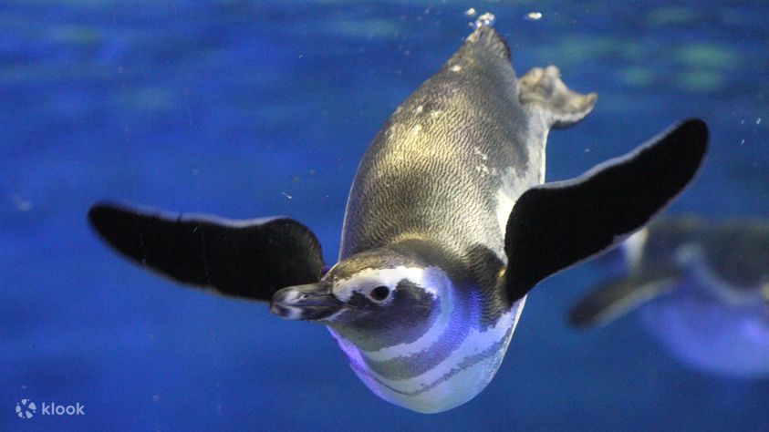 Sumida Aquarium Ticket in Tokyo - Klook Philippines