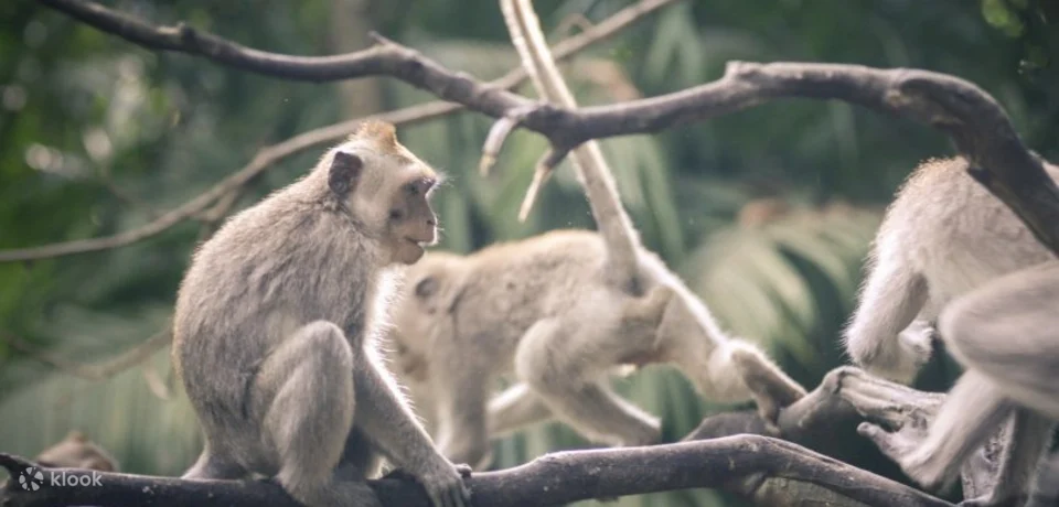 Sacred monkey forest Ubud admission fees