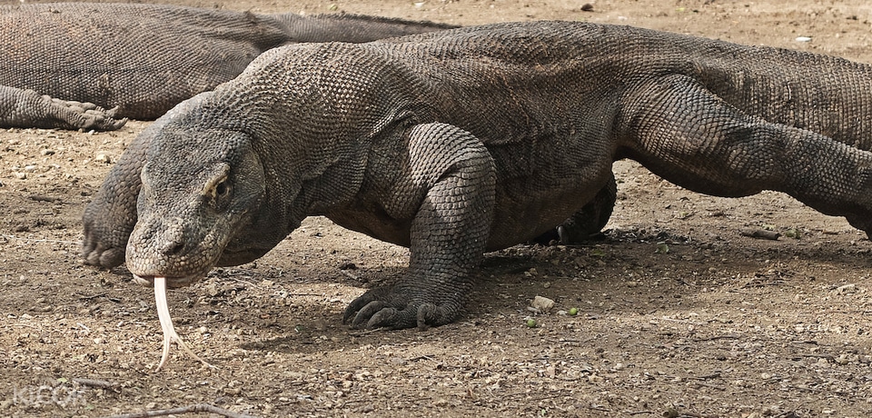 Komodo Full Day Speedboat Tour from Labuan Bajo