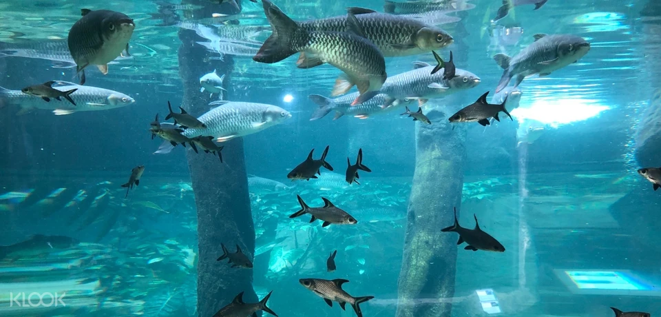 Up To 15 Off Langkawi Underwater World Admission Ticket In Malaysia Klook Singapore
