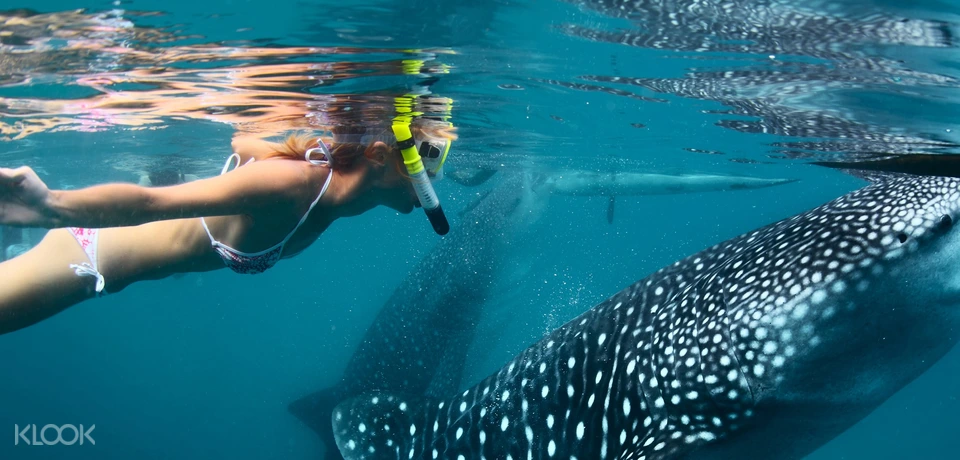 Oslob Whale Shark Watching