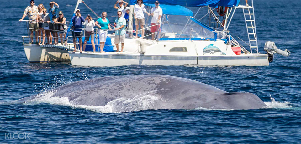 瓦胡岛海豚观赏巡航体验