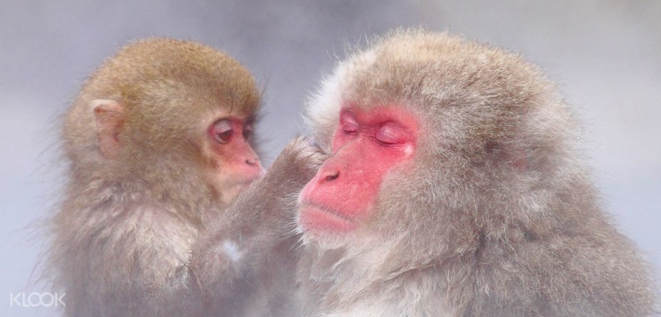 Nagano Snow Monkey Park